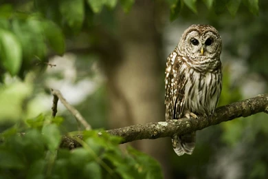 Owl Wallpapers High Definition