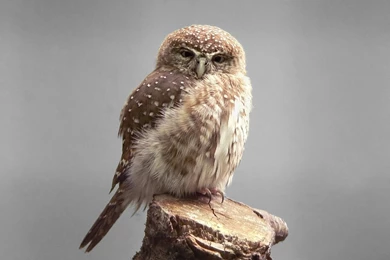 Owl Desktop Wallpapers 15979