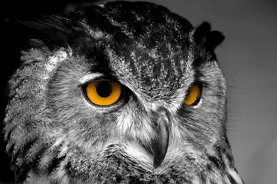 Beautiful owl desktop background HD Wallpapers.jpg