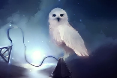 Owl Wallpapers For Desktop Backgrounds