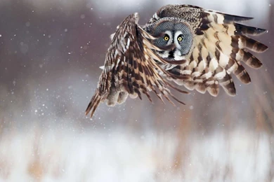 Owl HD Wallpapers