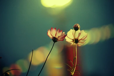 33 Beautiful Full HD Wallpapers 9.jpg