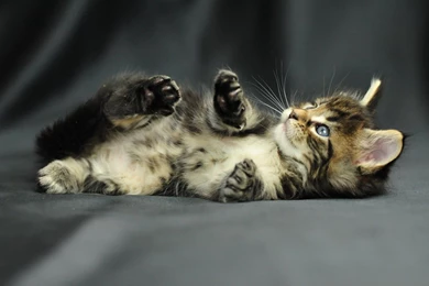 Download Cat Full Hd Hdtv Wallpapers