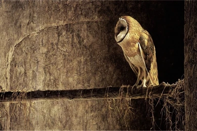 39 Barn Owl HD Wallpapers