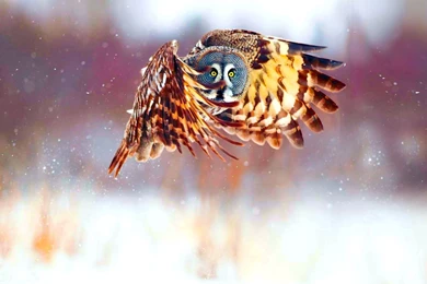 541 Owl HD Wallpapers