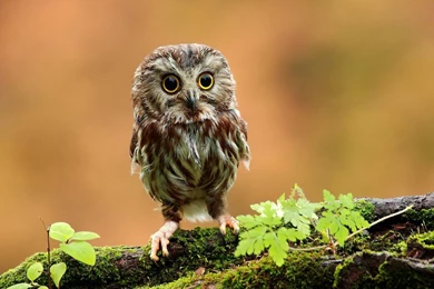 Owl HD Wallpapers