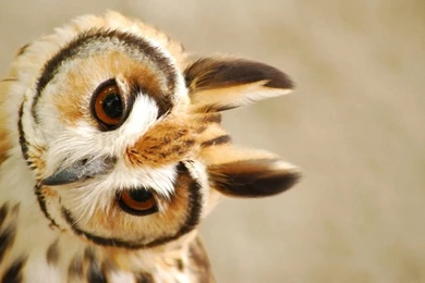 Cute Owl Wallpaper HD.jpg