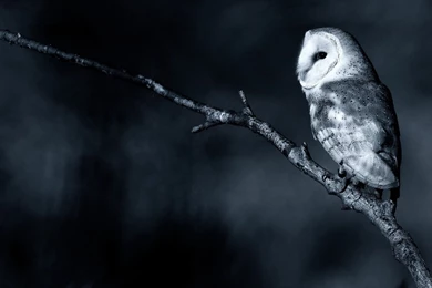 Owl Computer Wallpapers, Desktop Backgrounds