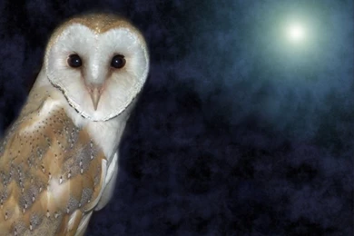 Where Is Wallpaper: Barn Owl Backgrounds