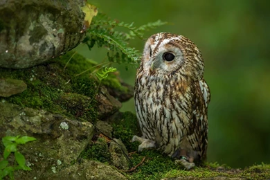 Cute Owl Backgrounds For Twitter