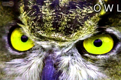 Owl Wallpapers « Animal Spot