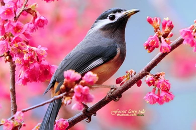 Free Wallpaper Backgrounds For Laptops Wallpapers Cave ...