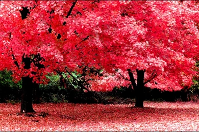 Wallpapers For Laptops Free