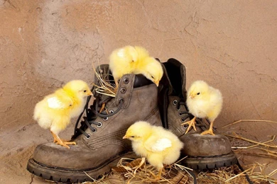 HD Funny Animals Wallpapers