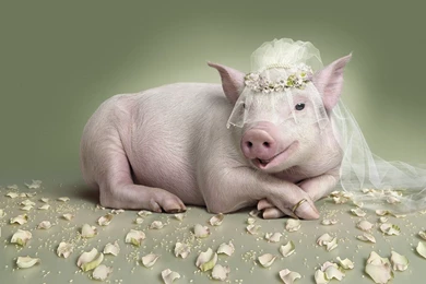 Funny Wallpaper Backgrounds And Funny Pics Best Collection