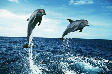Dolphins Wide Desktop Backgrounds   Wallpapers