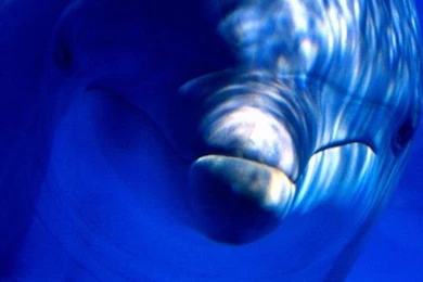 Top Dolphin Wallpapers For Iphone Images For Pinterest