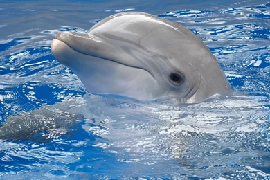 185 Dolphin HD Wallpapers