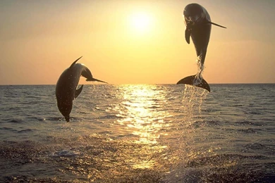 Dolphin Wallpaper Backgrounds