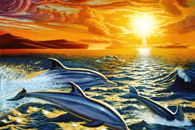 3d Dolphin Wallpapers   Dolphin Dream