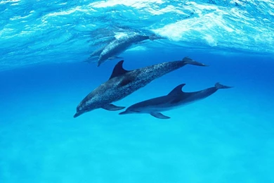 Cute dolphin wallpaper 10207 hd wallpapers.jpg