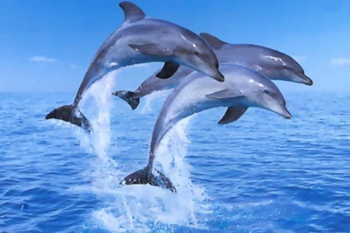 Dolphin jumping HD Wallpaper.jpg