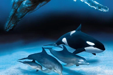 Dolphin Wallpapers Full HD Free 41729 Full HD Wallpapers Desktop ...