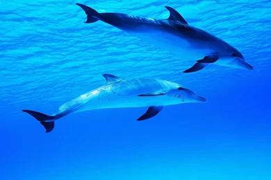 Dolphin HD Wallpapers And Backgrounds