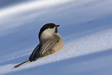 Cardinal snow Wallpapers Photo And Wallpaper. All Cardinal snow ...