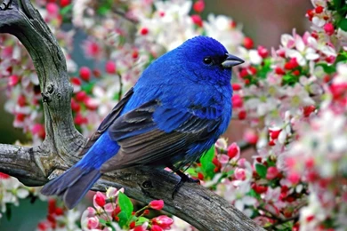 Blue Bird Spring Desktop Wallpapers Your Top HD Wallpapers