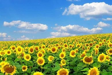 Spring Flowers Desktop Wallpapers   Splendid Wallpapers HD