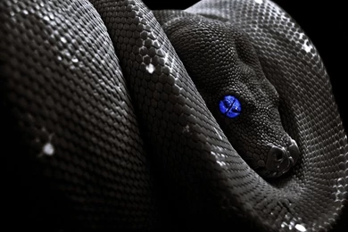 Beautiful Snake Wallpapers For Your PC