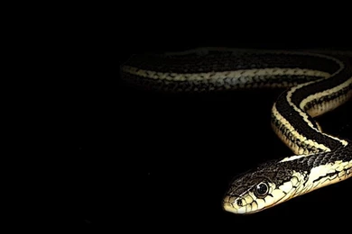 Eastern Garter Snake Wallpapers By Pareeeee On DeviantArt