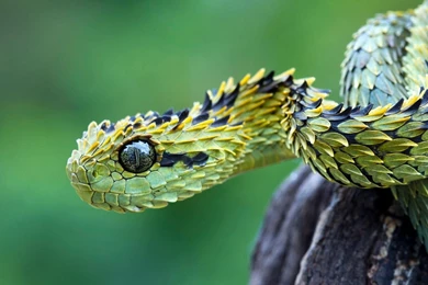 Exotic Snake Wallpapers