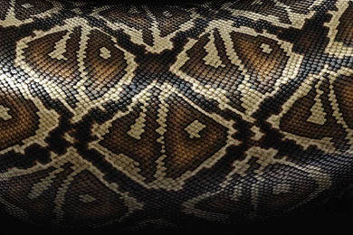 Snake Wallpapers 3275 Widescreen Awesome   Wallnos.com