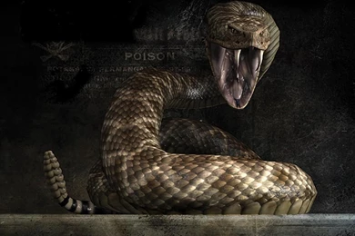 Snake Wallpapers HD New With Picture Of Snake Wallpapers High ...