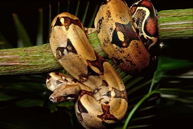 Snake Wallpapers Stunning QG2   WALLPAPEROX.COM