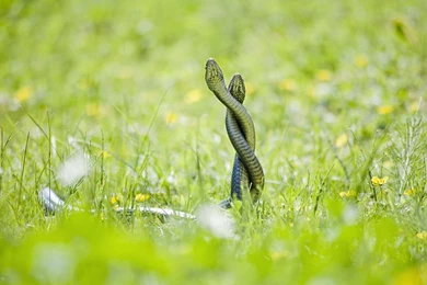 Exotic Snake Wallpapers