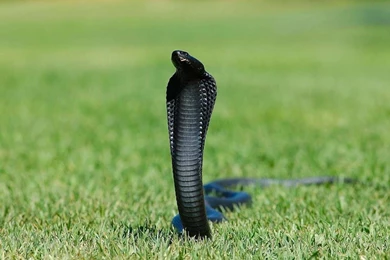 Cobra Snake HD Wallpapers   , New Wallpapers, New Wallpapers