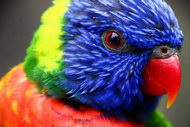 Parrot hd wallpaper and desktop background.jpg