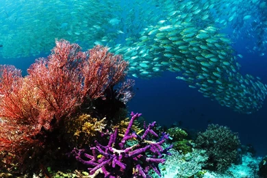 Hd Wallpapers Underwater Wallpapers Beautiful   Backgrounds ...