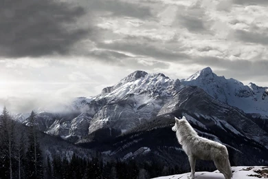 HD Quality Wild Wolf Wallpapers HD 6 Widescreen Backgrounds ...