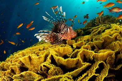 Full HD 1080p Underwater Wallpapers HD, Desktop Backgrounds 1920x1080