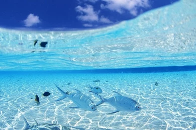 30+ Amazing Underwater Wallpapers – Splash Magazine