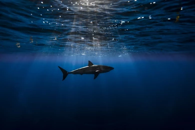 Underwater Wallpapers Of A Shark [2560x1600] : Wallpapers