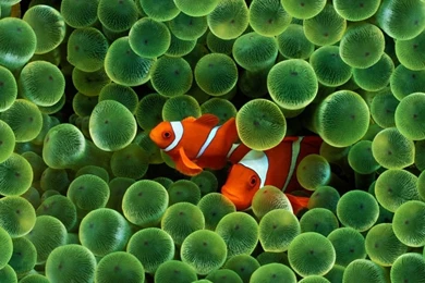 Underwater Wallpapers HD 619 Cool