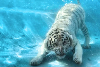 Animals Tigers Underwater Wallpapers