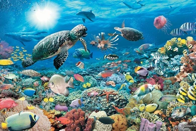 Underwater Wallpapers 3112 Amazing HD   Wallnos.com