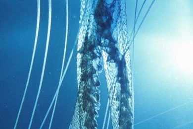 iPhone 4 Underwater Wallpapers 640x960 Wallpapers, 640x960 ...