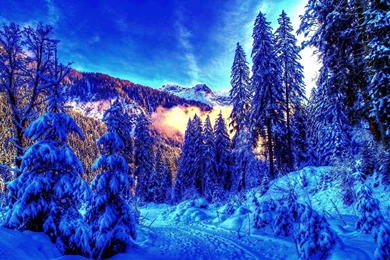 Snow Trees Wallpapers 2015   Grasscloth Wallpapers